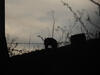 _A004200.jpg